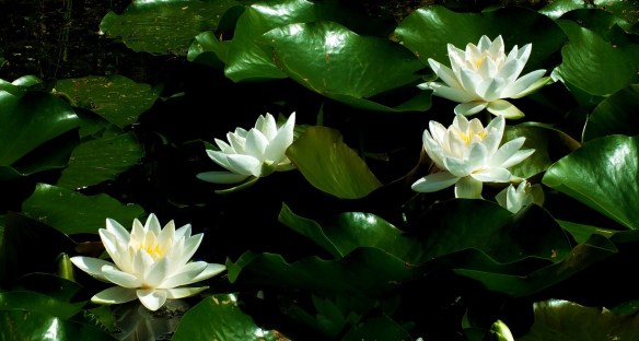 lotus
